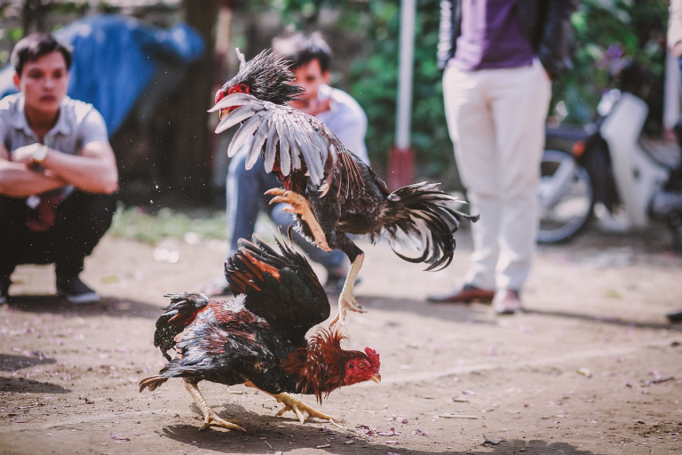 Cockfight Betting In Philippine Culture